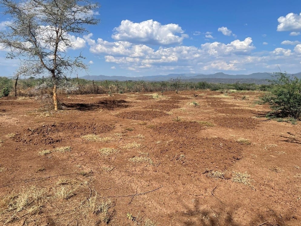 Reviving Rangelands 2: Overseeding degraded rangeland with a diversity of native plant species