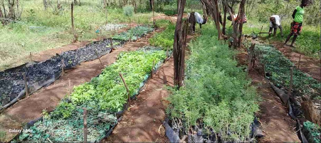 Where Green Means Business: The Economics of Regeneration