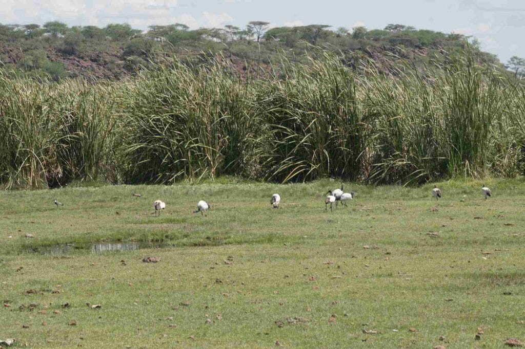 Where the Water Came Back, Springs of Hope