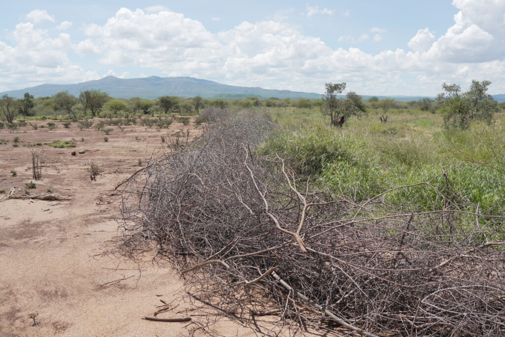 Tiaty’s Green Promise: How Native PEP Is Restoring Drylands and Livelihoods